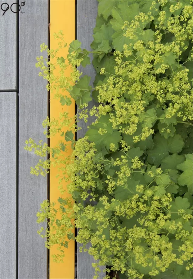 校園廣場案例:皇家墨爾本理工大學大草坪