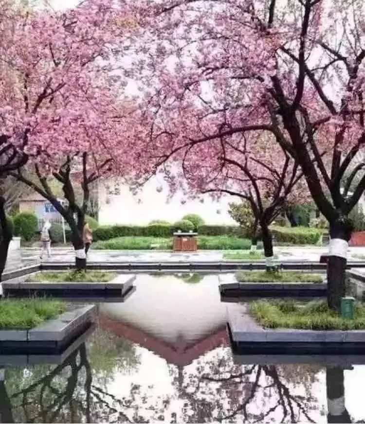 小水面的植物配置圖片集錦