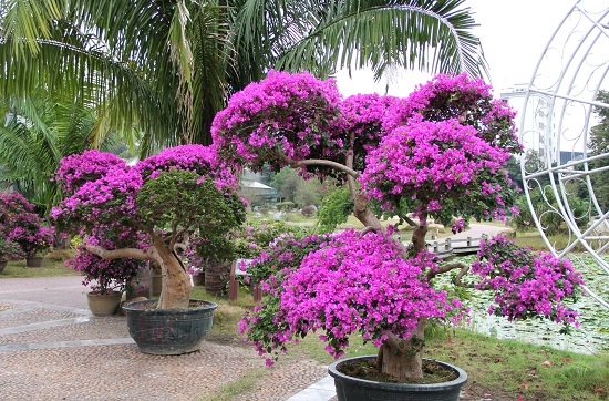2016年華南植物園第八屆三角梅專題花展預告
