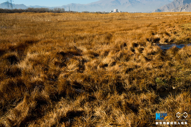 “拉薩之肺”拉魯濕地的初冬美景
