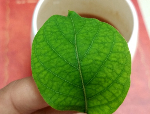 能夠抑制甜味的植物——寬葉匙羹藤