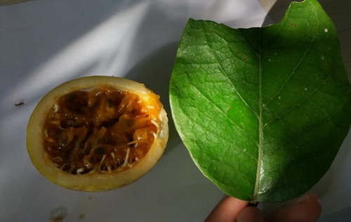 能夠抑制甜味的植物——寬葉匙羹藤