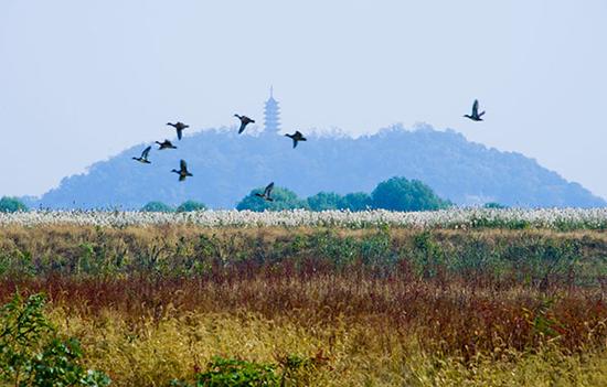 重開發輕保護 長江經濟帶濕地生態不堪重負