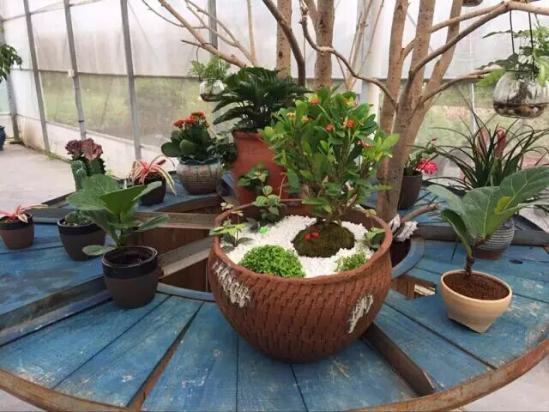 3位女大學生樂當種花匠 坎墩后花園打造“花樣年華