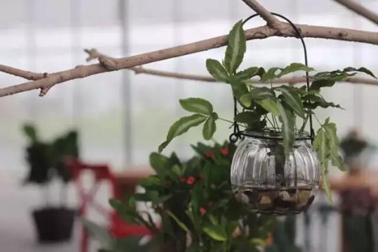 3位女大學生樂當種花匠 坎墩后花園打造“花樣年華