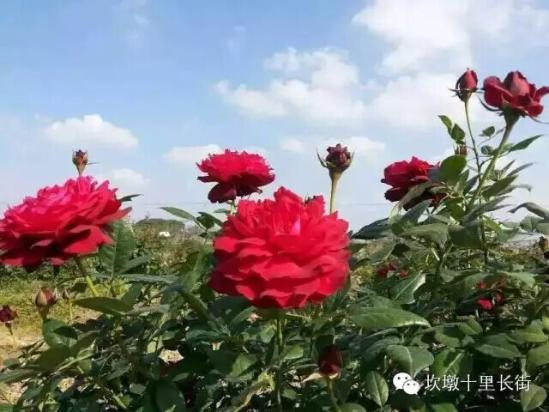 3位女大學(xué)生樂(lè)當(dāng)種花匠 坎墩后花園打造“花樣年華