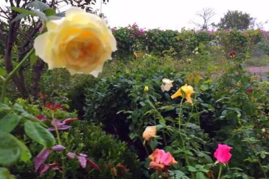 3位女大學(xué)生樂(lè)當(dāng)種花匠 坎墩后花園打造“花樣年華