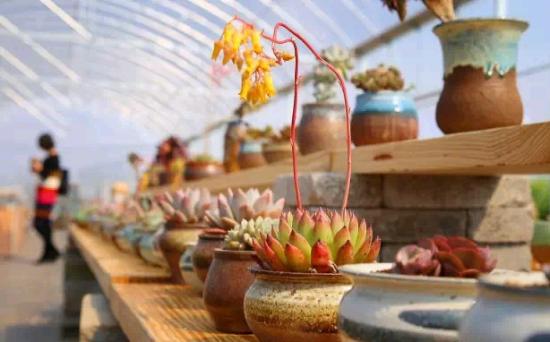 3位女大學(xué)生樂(lè)當(dāng)種花匠 坎墩后花園打造“花樣年華