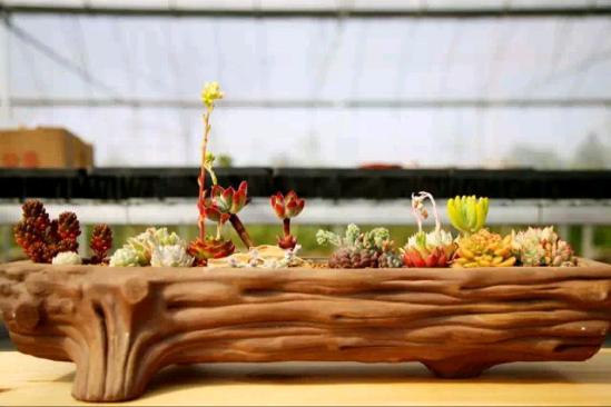 3位女大學生樂當種花匠 坎墩后花園打造“花樣年華