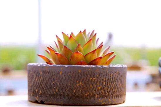 3位女大學生樂當種花匠 坎墩后花園打造“花樣年華