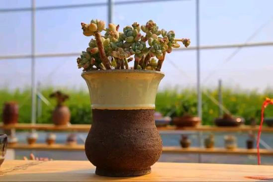 3位女大學生樂當種花匠 坎墩后花園打造“花樣年華