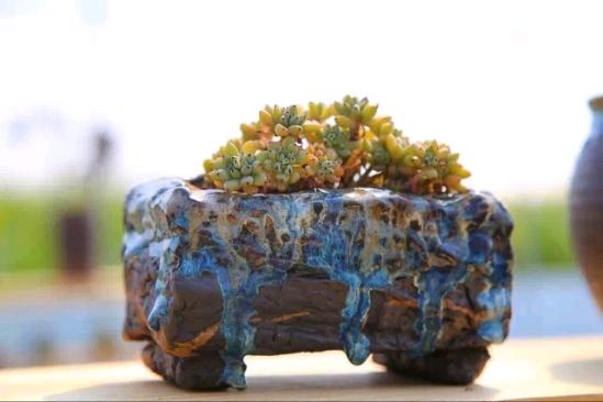 3位女大學生樂當種花匠 坎墩后花園打造“花樣年華