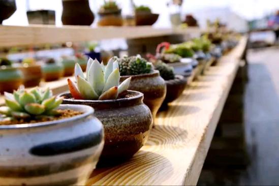 3位女大學生樂當種花匠 坎墩后花園打造“花樣年華