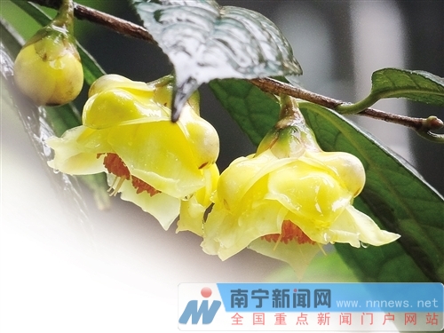 首批國家花卉種質(zhì)資源庫確定 南寧兩處資源庫入選