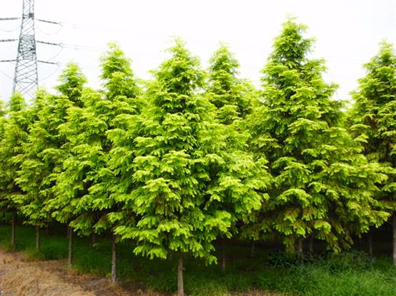 金葉水杉將成為2018年最具市場競爭力的彩葉樹種