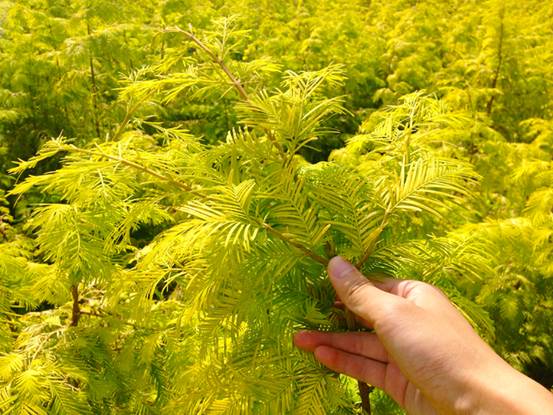 金葉水杉將成為2018年最具市場競爭力的彩葉樹種