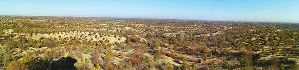 陜西榆林“三北”防護林區(qū)有楊樹死亡 部分植物老化