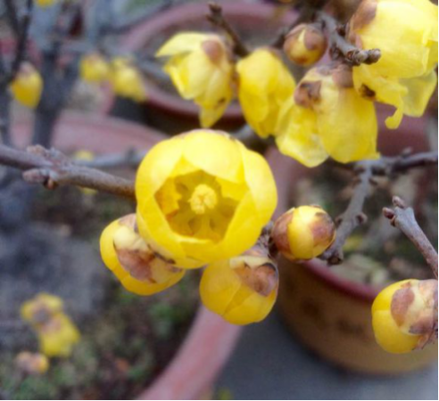 素心臘梅 最珍貴臘梅品種