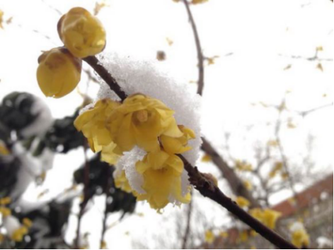 素心臘梅 最珍貴臘梅品種