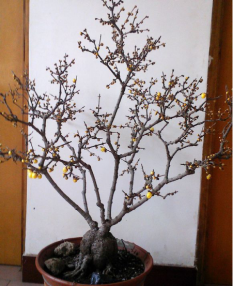 素心臘梅 最珍貴臘梅品種