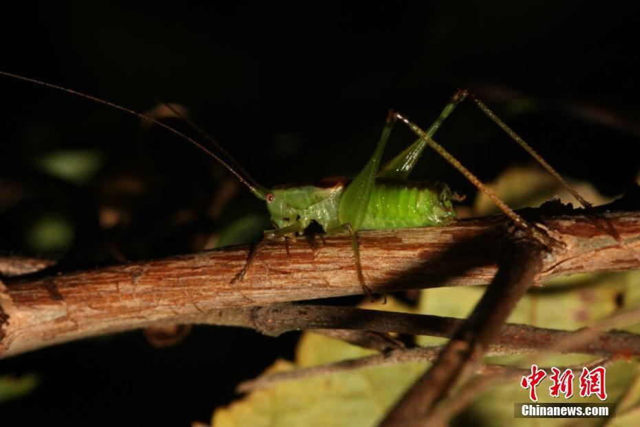 三峽大老嶺自然保護區(qū)發(fā)現(xiàn)3種昆蟲新物種