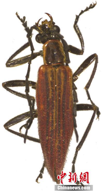 三峽大老嶺自然保護區(qū)發(fā)現(xiàn)3種昆蟲新物種