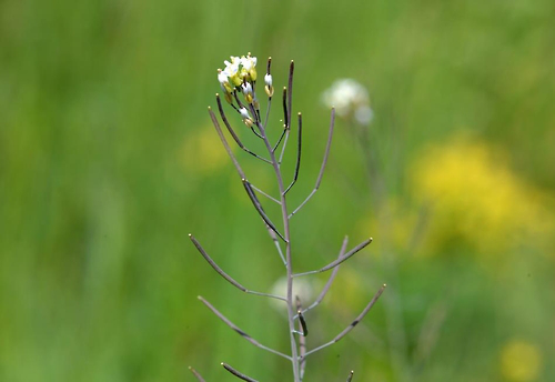 韓媒:研究發(fā)現(xiàn)植物轉(zhuǎn)移糖分免疫機(jī)制