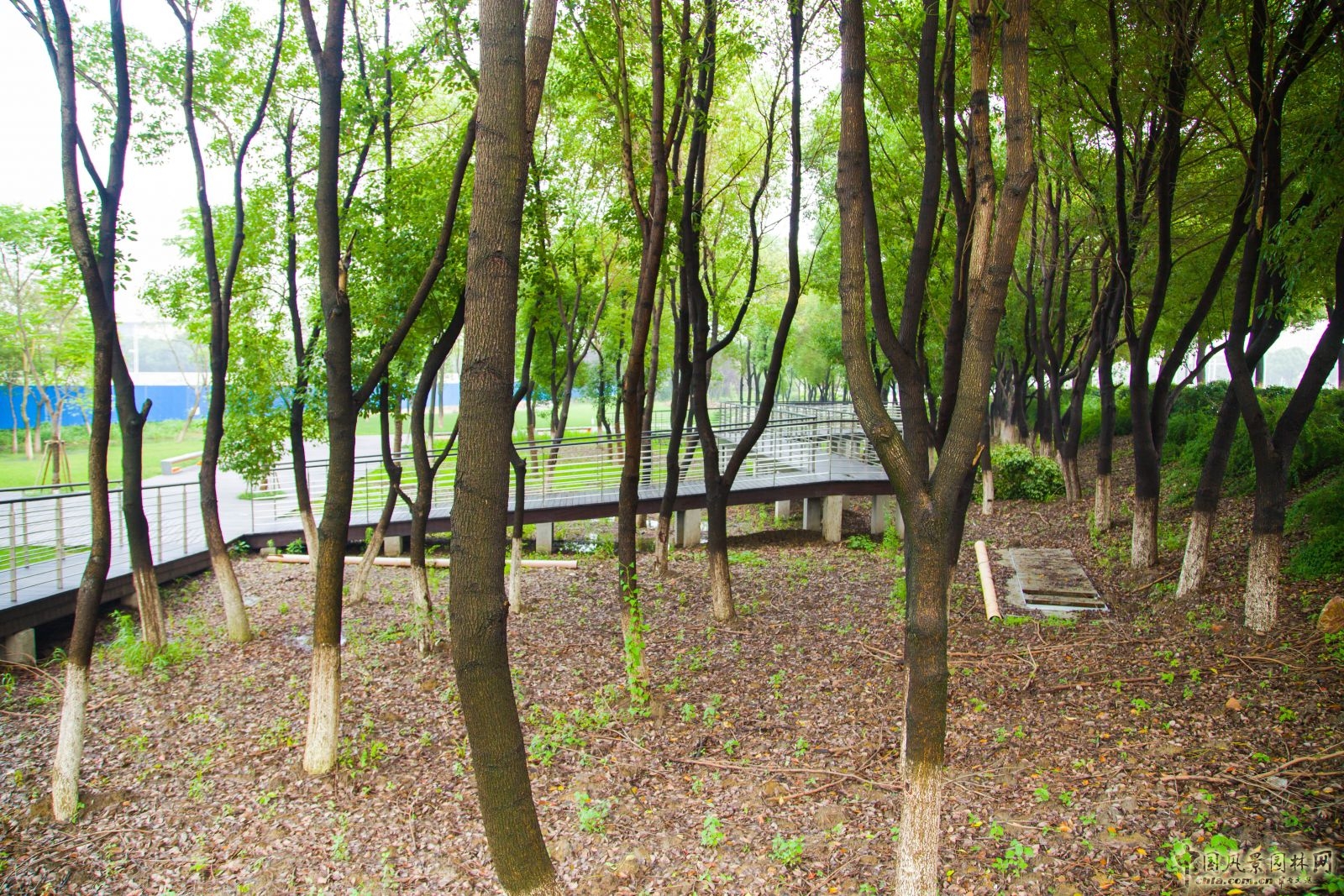 2016園冶杯:都市綠纖維---徐圖港綠化景觀改造工程