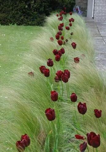 花園種植設(shè)計：花園里種出來的“音樂”