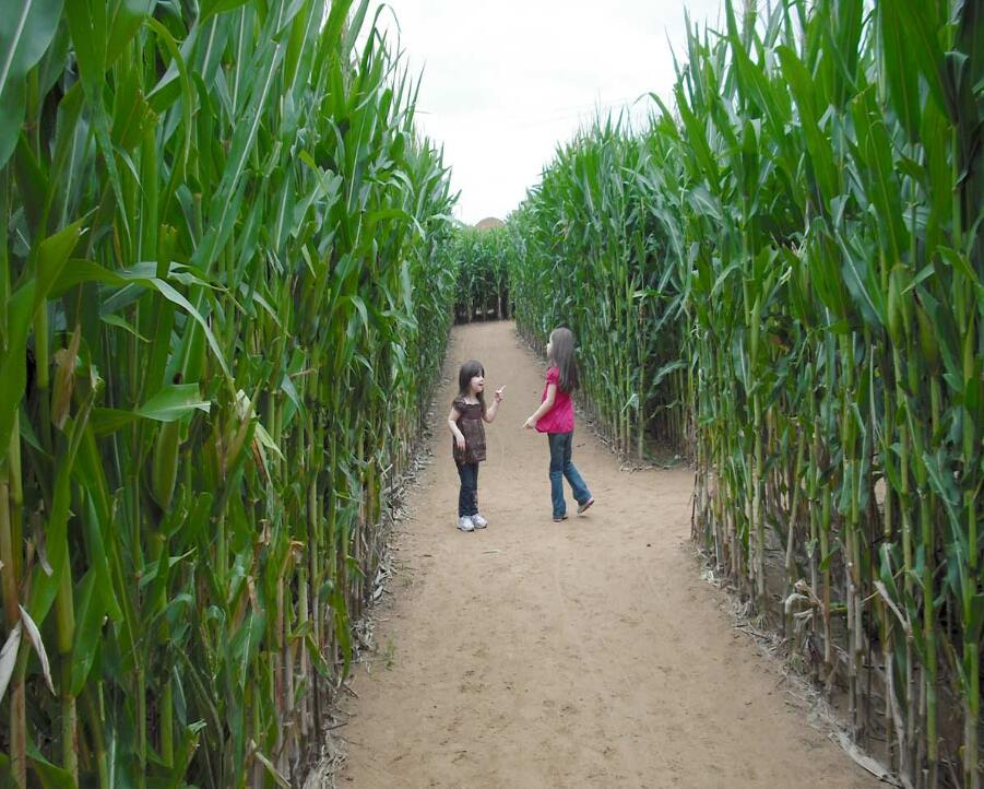 意大利威尼斯玉米田迷宮