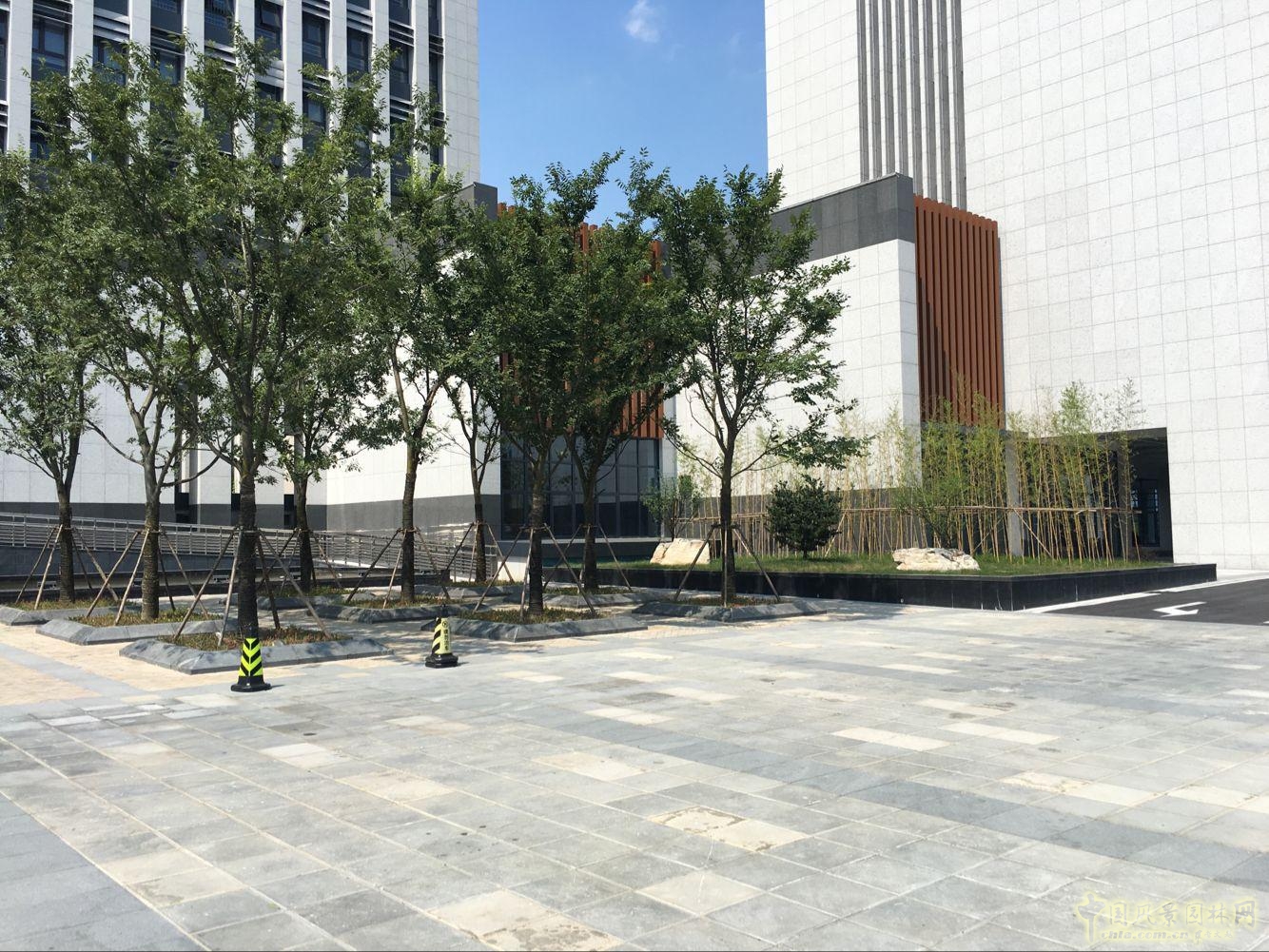 2016園冶杯:安徽城鄉(xiāng)規(guī)劃大廈景觀綠化工程