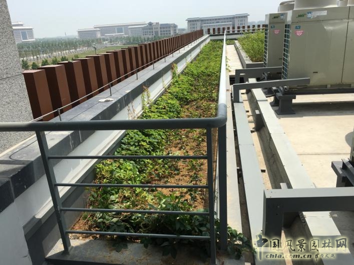 2016園冶杯:安徽城鄉規劃大廈景觀綠化工程