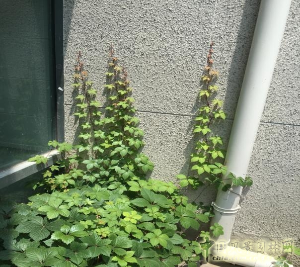 2016園冶杯:安徽城鄉規劃大廈景觀綠化工程