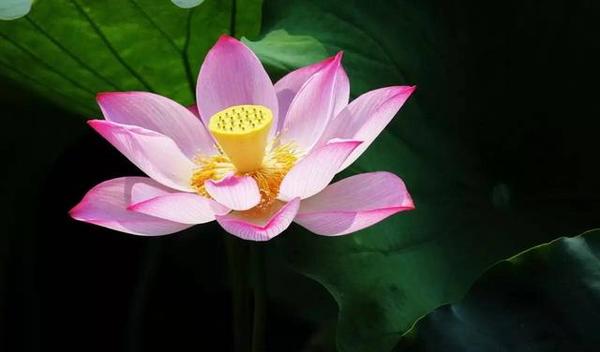 西湖邊上靈動的中國古典園林