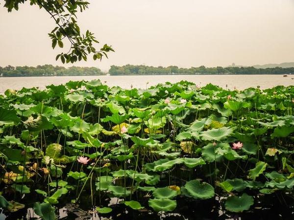 西湖邊上靈動的中國古典園林