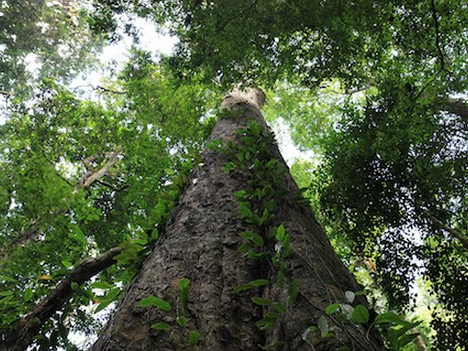 世界奇妙植物大觀 德國科學家發現非洲最高的樹