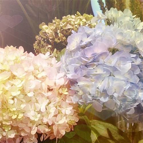 請您欣賞：美麗的球形花卉