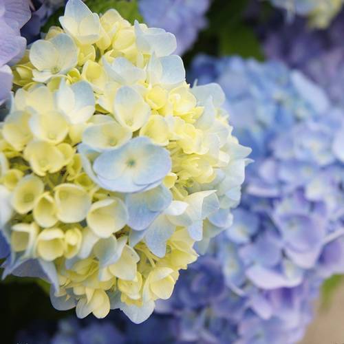 請您欣賞：美麗的球形花卉