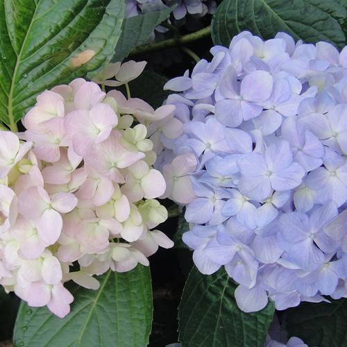 請您欣賞:美麗的球形花卉