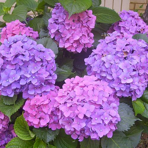 請您欣賞:美麗的球形花卉