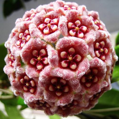 請您欣賞:美麗的球形花卉