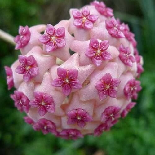 請您欣賞:美麗的球形花卉