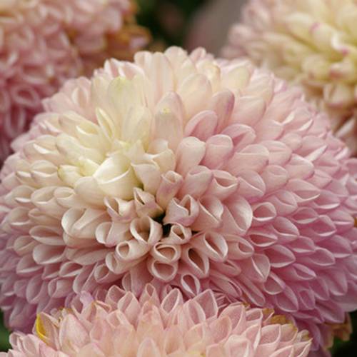 請您欣賞:美麗的球形花卉