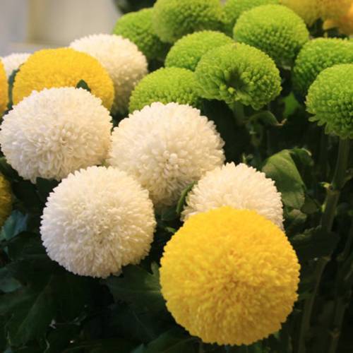 請您欣賞：美麗的球形花卉