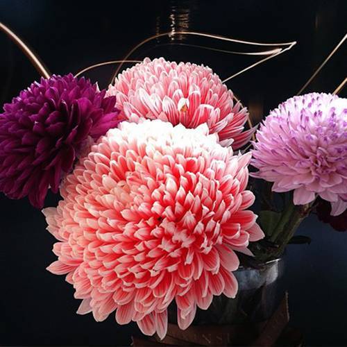 請您欣賞:美麗的球形花卉