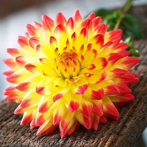 請您欣賞:美麗的球形花卉