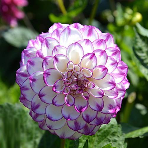 請您欣賞：美麗的球形花卉