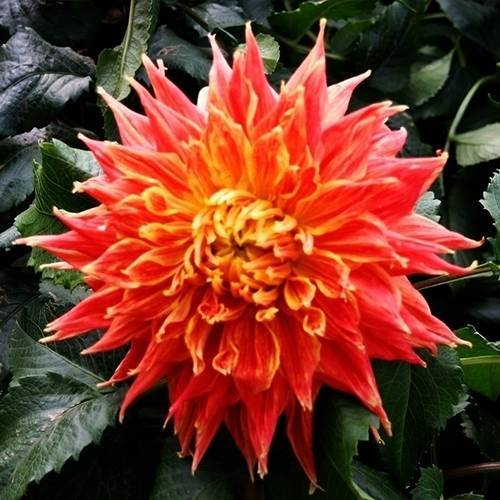 請您欣賞：美麗的球形花卉