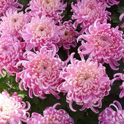 請您欣賞:美麗的球形花卉