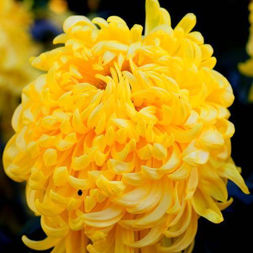 請您欣賞:美麗的球形花卉